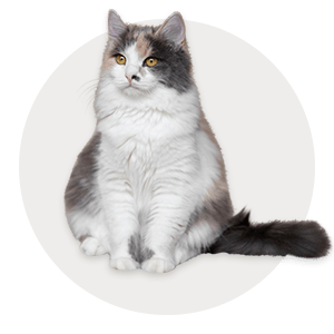 تشویقی گربه