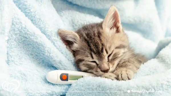 علائم سرماخوردگی گربه شامل عطسه، آبریزش بینی و کاهش اشتها